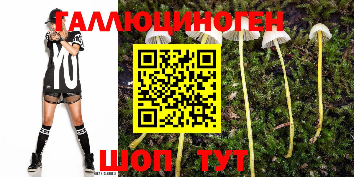 Галлюциногенные грибы Psilocybe Заринск